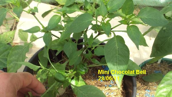 mini choco bell_2806_miniserre_3.JPG