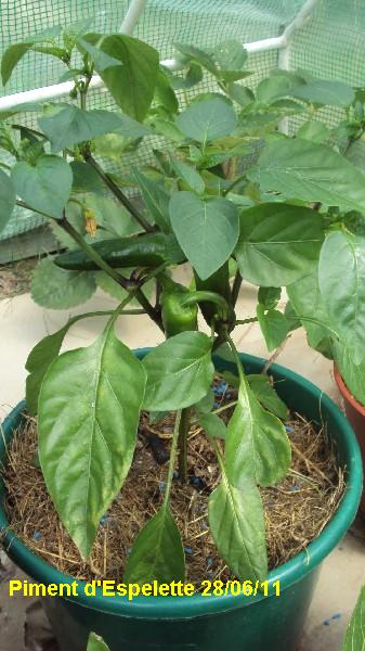 piment espelette_2806_miniserre_2.JPG