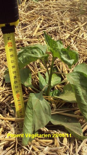 Piment Vegetarien_2806_serre.JPG