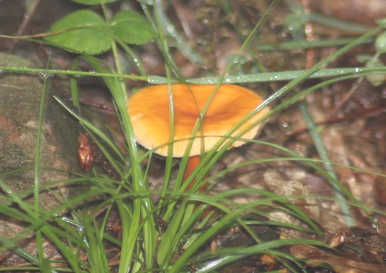 Hygrophoropsis aurantiaca.JPG