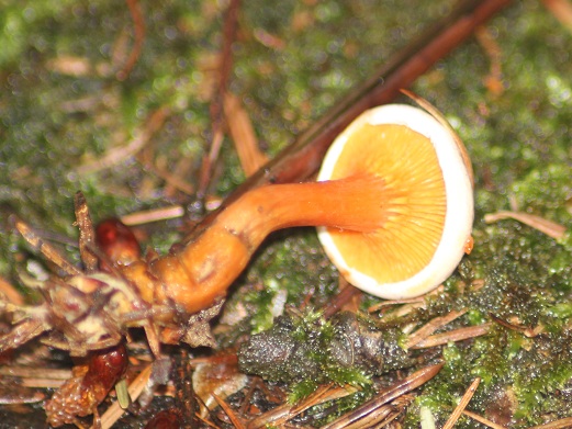 Clitocybe orangé 2906.JPG