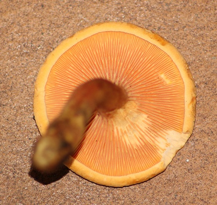 Clitocybe orangé lames.JPG