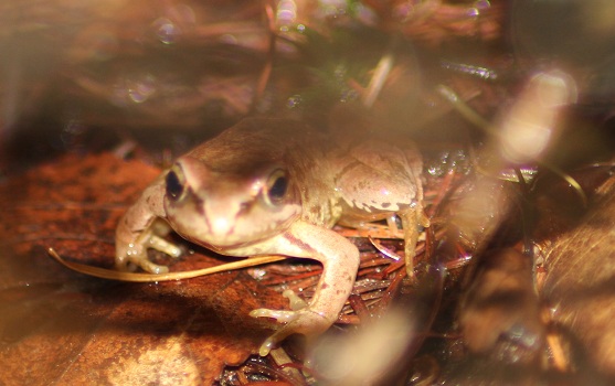 Grenouille forêt.JPG