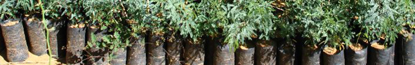 arbre_sac.JPG