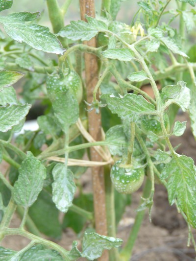 Raisin vert.jpg