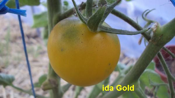 ida gold_0407.JPG