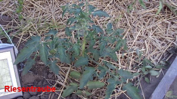 Riesentraube_0407.JPG