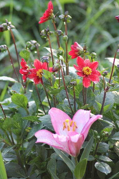 Dahlia Topmix Lys.JPG