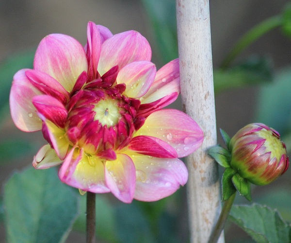 Dahlia Sweet romance 0607.JPG