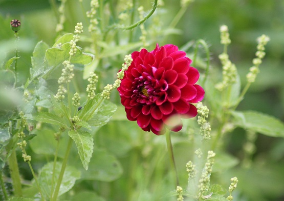 Dahlia pompon rouge 1707.JPG