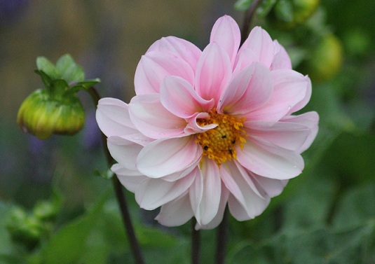 Dahlia bishop of Leicester 1607.JPG