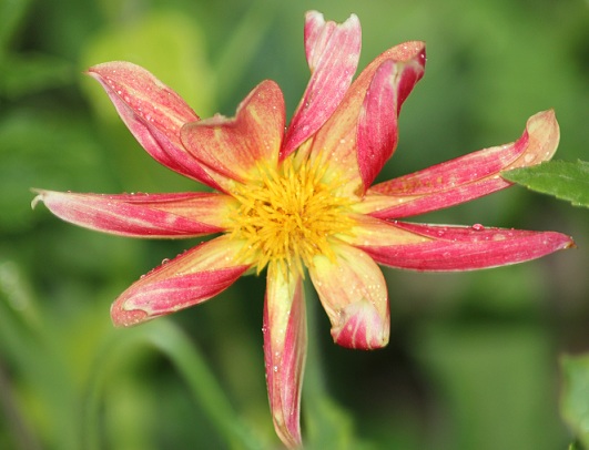 Dahlia oiseau de feu 1607.JPG