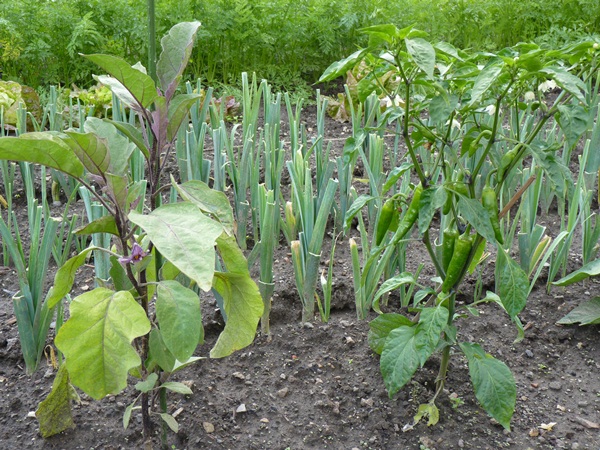 Aubergine, piments.