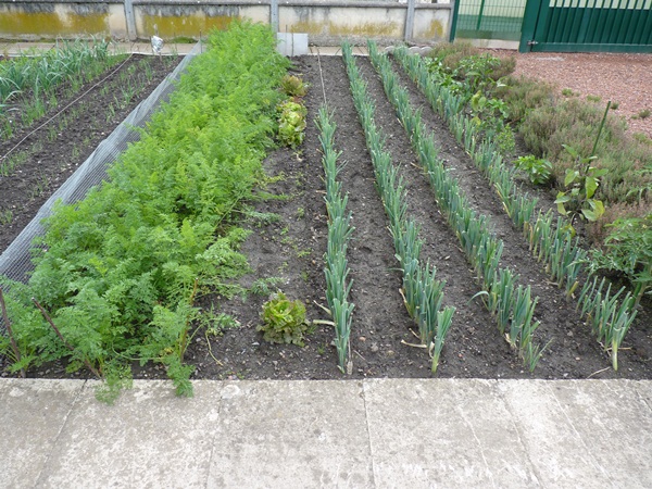 Carottes, poireaux repiqués.