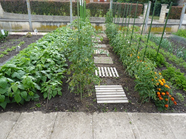 Haricots nains, tomates.