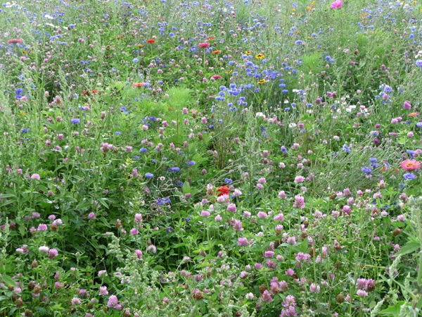 Prairie fleurie