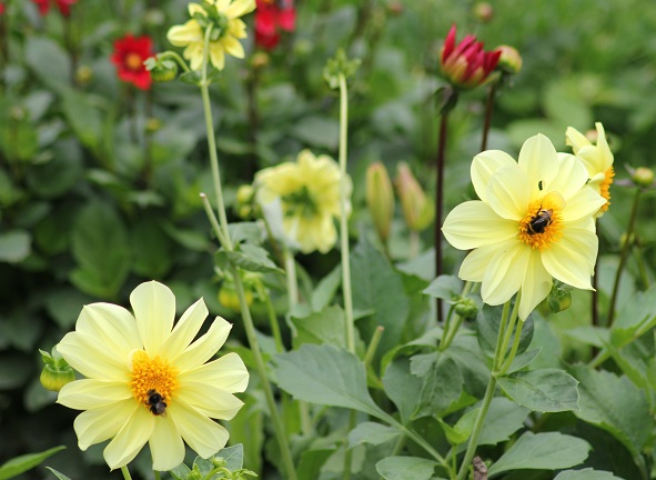 Dahlia Amber quartz 2407.JPG