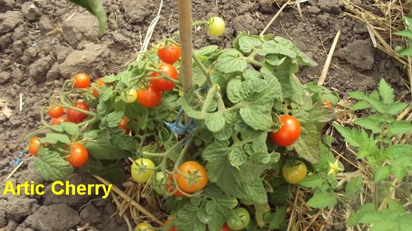 Artic Cherry_230711_1.jpg