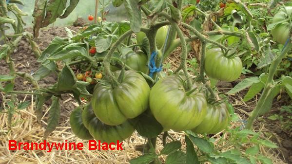 Brandy Black_230711_2.jpg