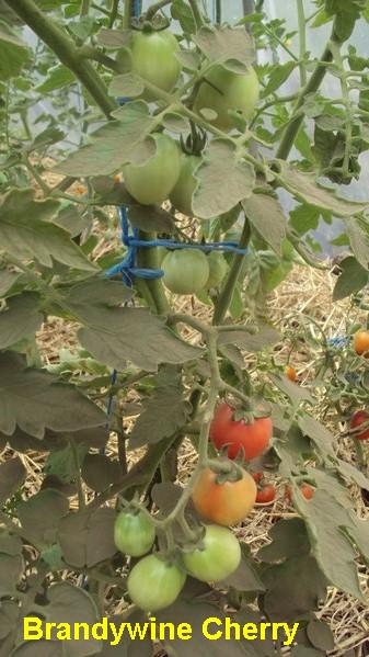 Brandy Cherry_230711_2.jpg