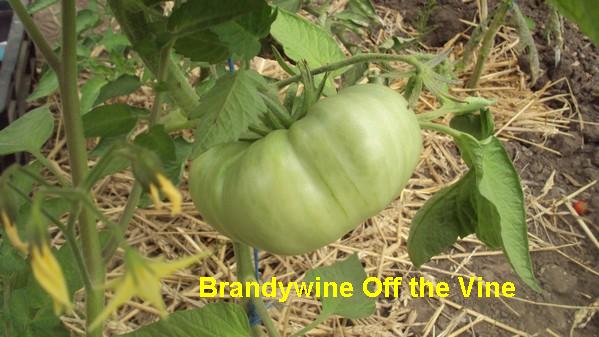 Brandy OTV_230711_2.jpg