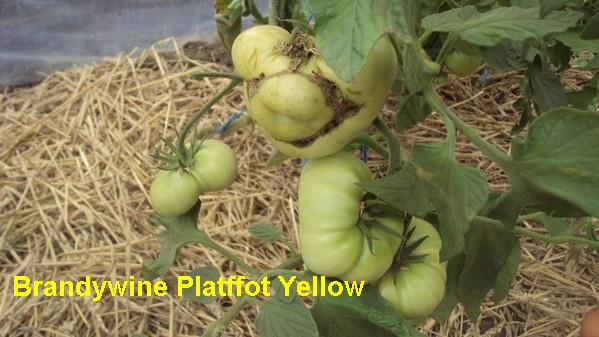 Brandy Platfoot Yellow_230711.jpg
