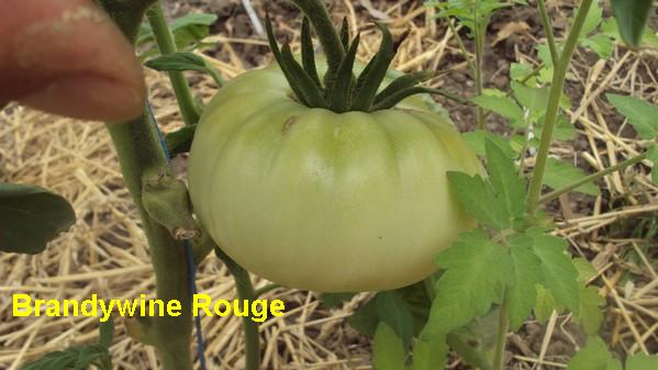 Brandy Rouge_230711_2.jpg