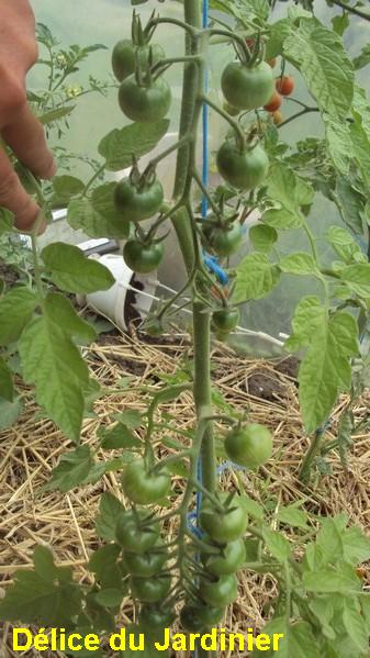 Délice du Jardinier_230711.jpg