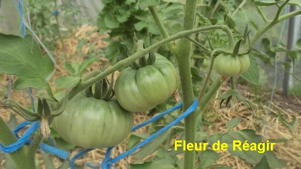 Fleur de Réagir_2307112.jpg