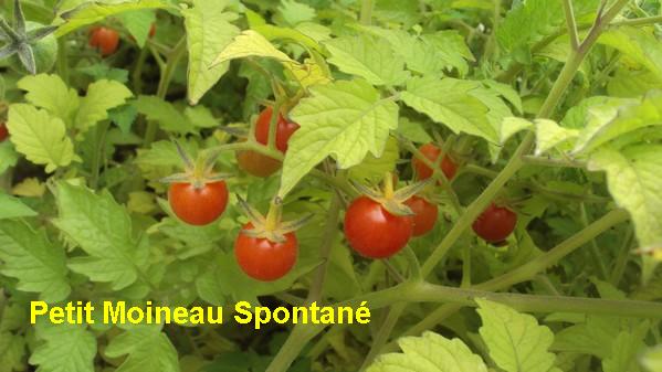 Petit Moineau spontané_230711_2.jpg