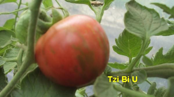 Tzi Bi U_230711_2.jpg