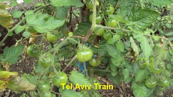 Tel Aviv Train_ext_230711_2.jpg