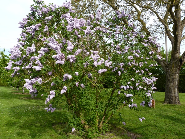 P1000611.JPG