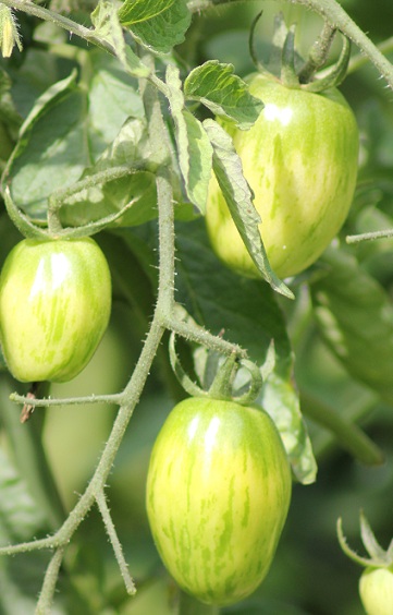 Tonnelet bigarée 0208.JPG