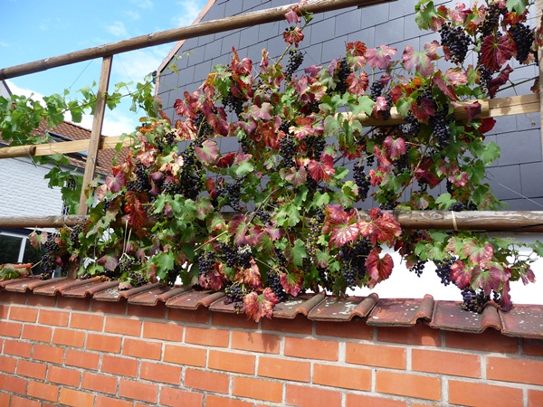Vigne chez l'amie de Jean Keller