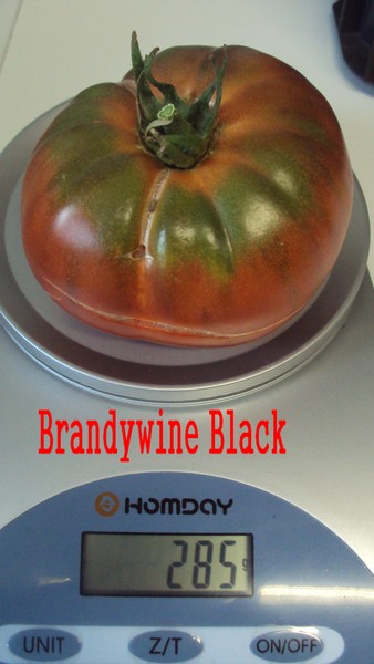 Brandywine Black_1008_1.JPG