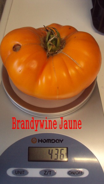Brandywine Jaune_1008_1.JPG