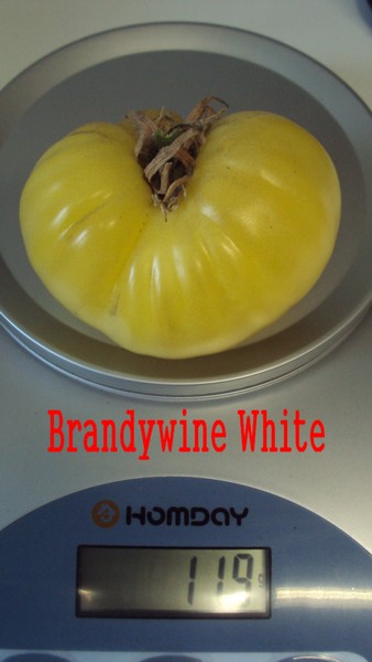 Brandywine White_1008_1.JPG