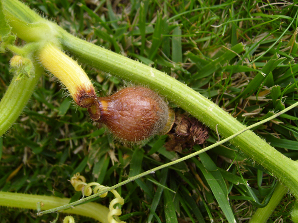 S7007799.JPG