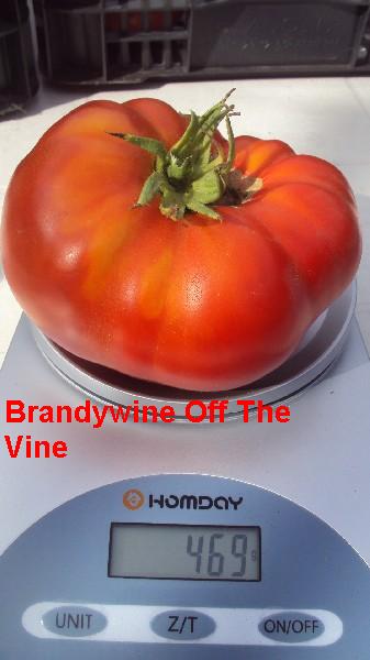 Brandy OTV_150811_1.JPG