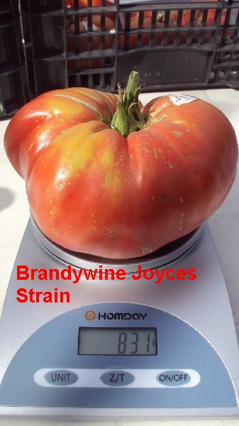 Brandy Joyces Strain_150811_1.JPG