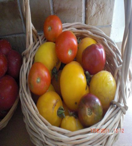 noir de crimé /coeur de boeuf /grappes /jaunes