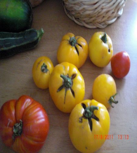 tomates jaunes