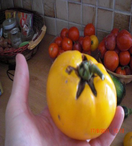 tomates jaunes