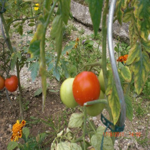 mes tomates 2011 015.jpg
