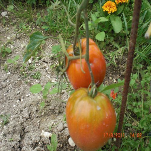 mes tomates 2011 017.jpg