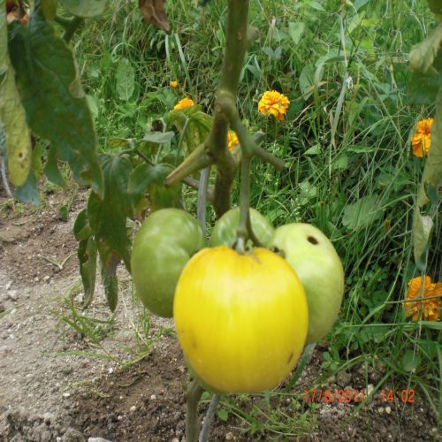 mes tomates 2011 019.jpg