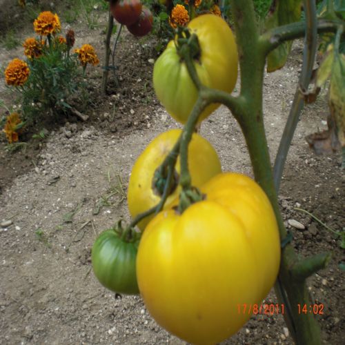 mes tomates 2011 020.jpg
