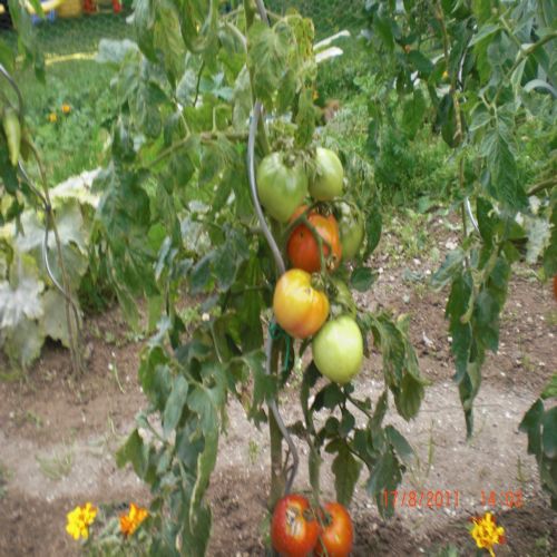 mes tomates 2011 023.jpg