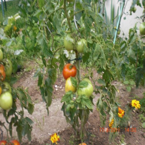 mes tomates 2011 024.jpg